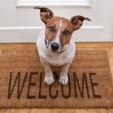SEVEN SIGNS OF A PET FRIENDLY HOME.