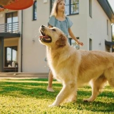 5 TIPS FOR A DOG-FRIENDLY YARD